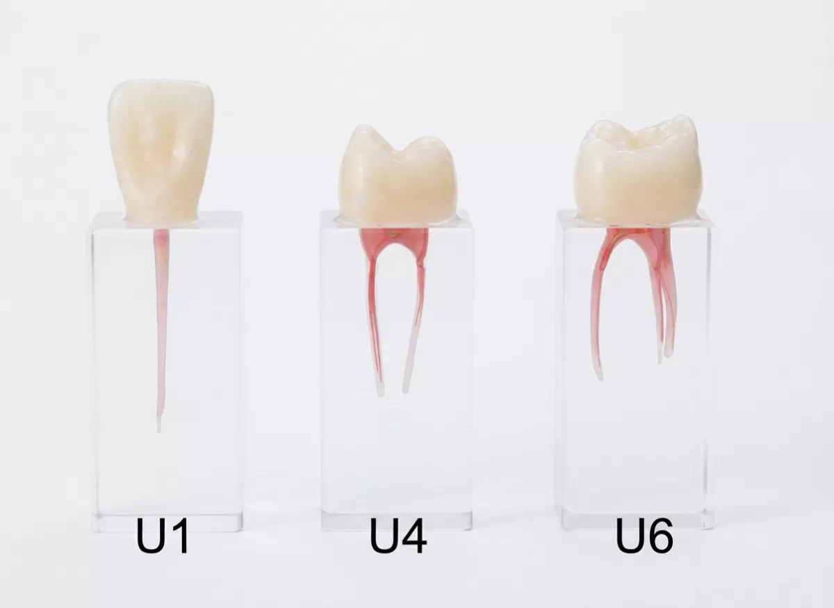 TROQUELES PARA PRÁCTICA DE ENDODONCIA